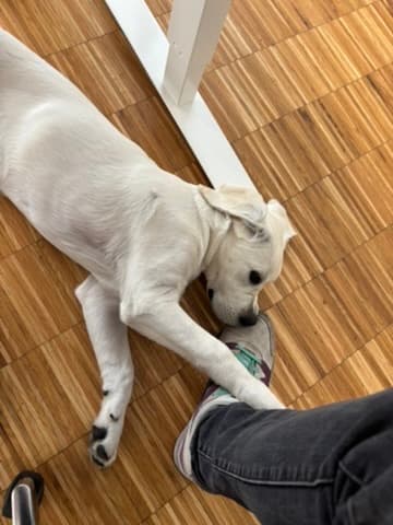 Nandu the office dog relaxing under the desk